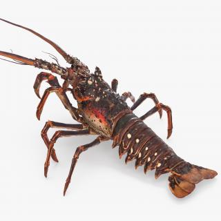 3D Spiny Lobster model