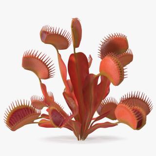 Red Dragon Venus Flytrap 3D model