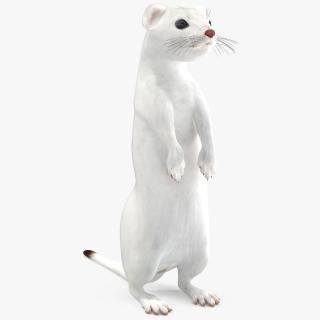 3D Standing White Ermine