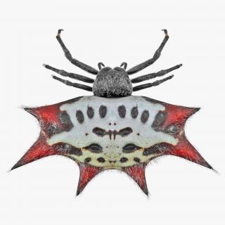 Spiny Orb Weaver Spider with Fur 3D