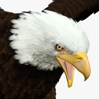 Bald Eagle Attack 3D