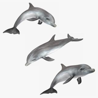 Dolphin Animated Collection 3D