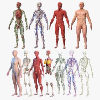 3D Male and Female Body Anatomy Collection 2