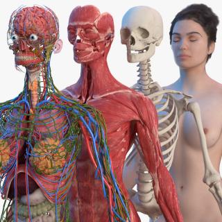 Complete Female Body Anatomy Fur 3D