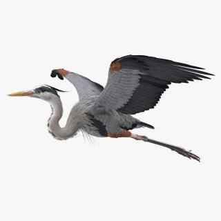 3D Great Blue Heron in Flight