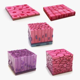 3D Skin Cells Collection 3 model