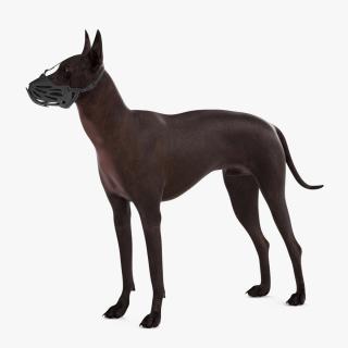 3D Xoloitzcuintli Rare Breed Mexican Dog with Muzzle 2