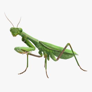 Mantis Religiosa Large Hemimetabolic Insect With Fur 3D