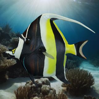 3D Moorish Idol Tropical Fish