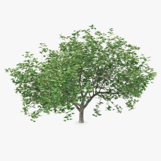 Small Evergreen Tree 2 3D