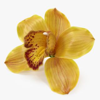 Cymbidium Hybrid Orchid Yellow Fur 3D model