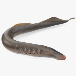 Lamprey Bent Pose 3D