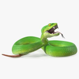 Attacking Green Snake Trimeresurus 3D model