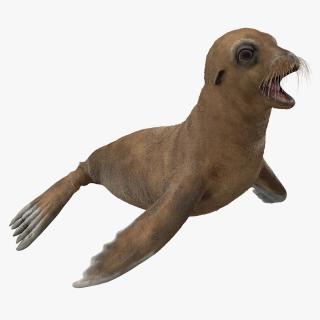 3D model Baby Sea Lion T-Pose