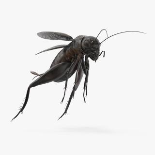 3D Field Cricket Jumping 2 model