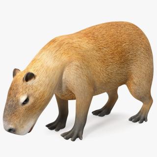 Capybara Eating Pose 2 3D