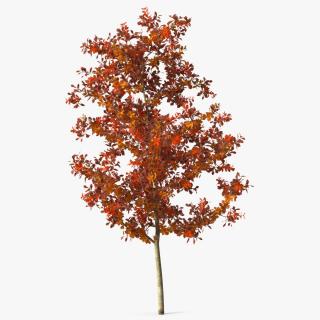 Young White Oak Autumn 2 3D model