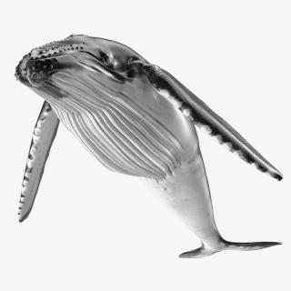 3D model Humpback Whale or Megaptera Novaeangliae