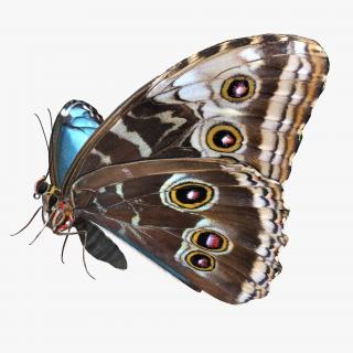 3D Emperor Butterfly with Fur