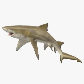 3D Sharptooth Lemon Shark Rigged for Cinema 4D model