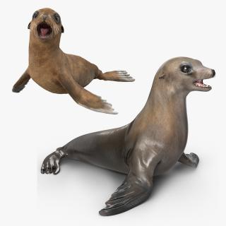 3D model Sea Lion and Baby Rigged Collection