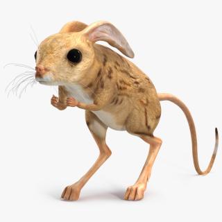 3D model Desert Jerboa Rigged