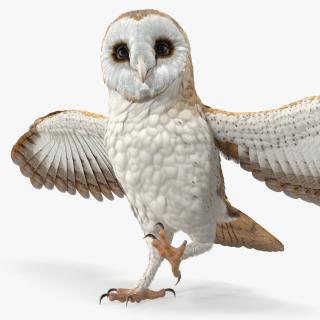 3D model Barn Owl Rigged