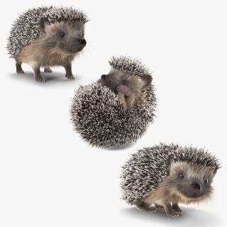 3D model Hedgehogs Collection