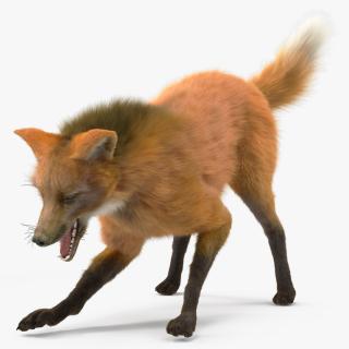 3D Maned Wolf Eating Pose Fur