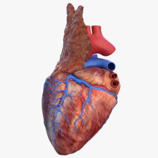 Human Heart and Thymus 3D