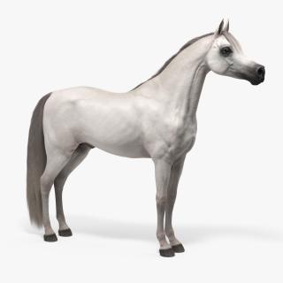 3D Arabian Horse White Fur model