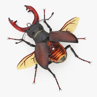 Lucanus Cervus Stag Beetle Fur Rigged 3D