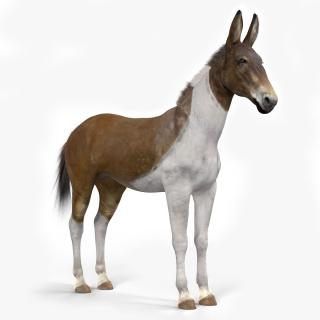 3D model Mule Fur