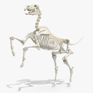 3D Horse Skeleton Rigged