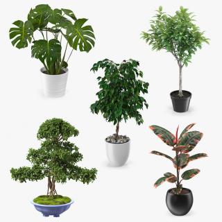 Houseplants Collection 3 3D model