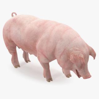 3D model Pig Sow Landrace Standing Pose