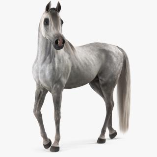 3D Arabian Horse Gray Dappled Stand Pose Fur