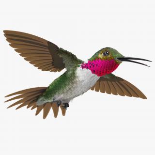 3D Broad Tailed Hummingbird Flying Pose