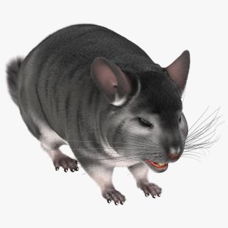 Chinchilla Fur 3D model