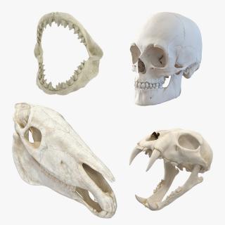 Skulls 3D Models Collection 2 3D model