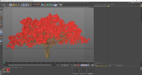 3D Royal Poinciana Flame Tree