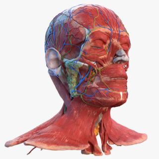 3D Human Head Full Anatomy model