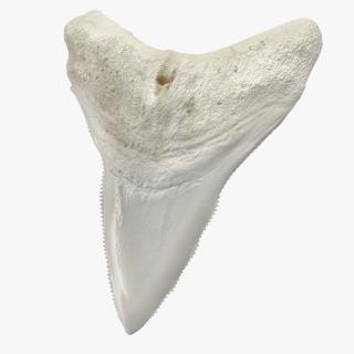 3D Great White Shark Tooth Bone model