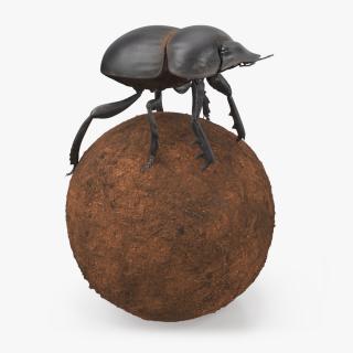 Scarabs on Sphere Dirt 3D