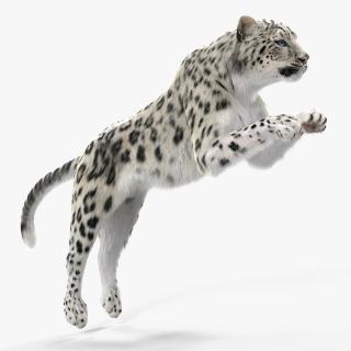 3D Panthera Uncia Jumping Pose with Fur