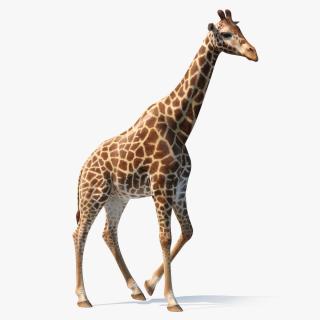 3D African Giraffe Walking Pose model