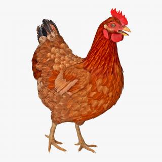 3D Brown Chicken Walking Pose