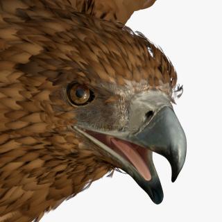 Flying Gurney Eagle 3D model