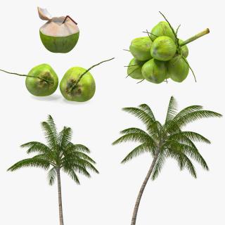 Coconuts Collection 3D model