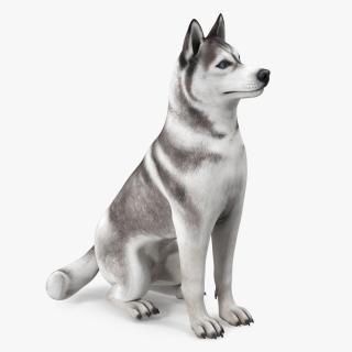 Sitting Siberian Husky Gray and White 3D